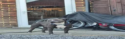 Staffordshire Bull Terrier dogs for stud: Staffy stud  in Addlestone - Advert 3