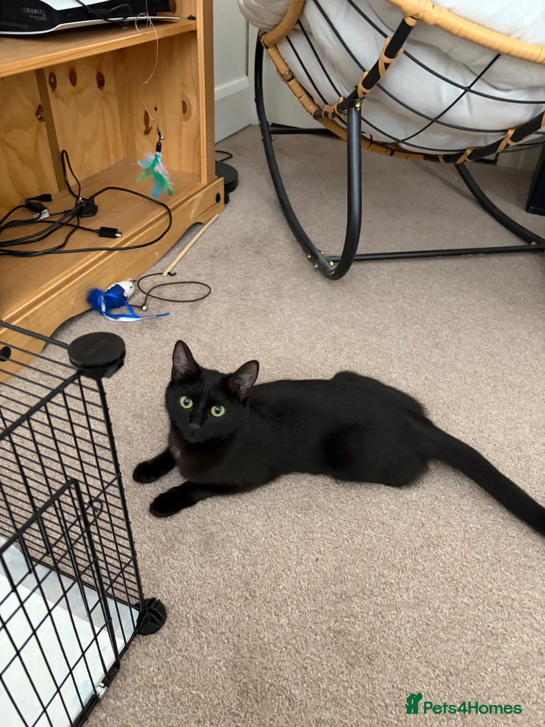 Mixed Breed cats for sale: Stunning kittens in Frome - Advert 1