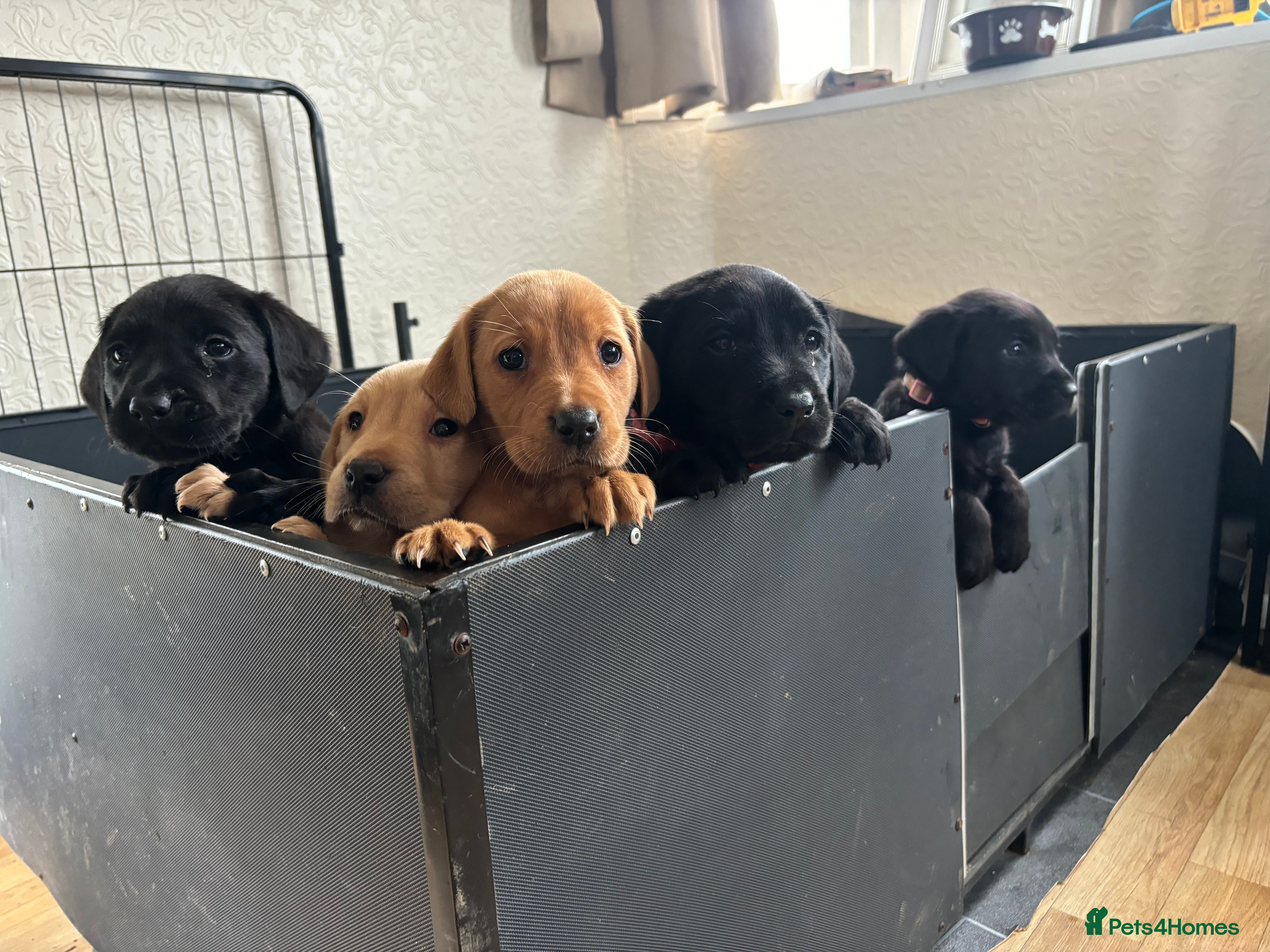 Labrador Retriever dogs Lovely litter of gamekeeper bred working labradors - Advert 17