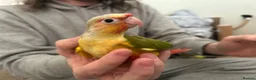 Conures birds for sale: 2 conure babies  in Southampton - Advert 5
