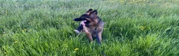 German Shepherd dogs for sale: This is boss looking for his forever home  - Advert 11