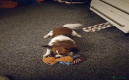 Mixed Breed dogs for sale: Beautiful  - Image 6
