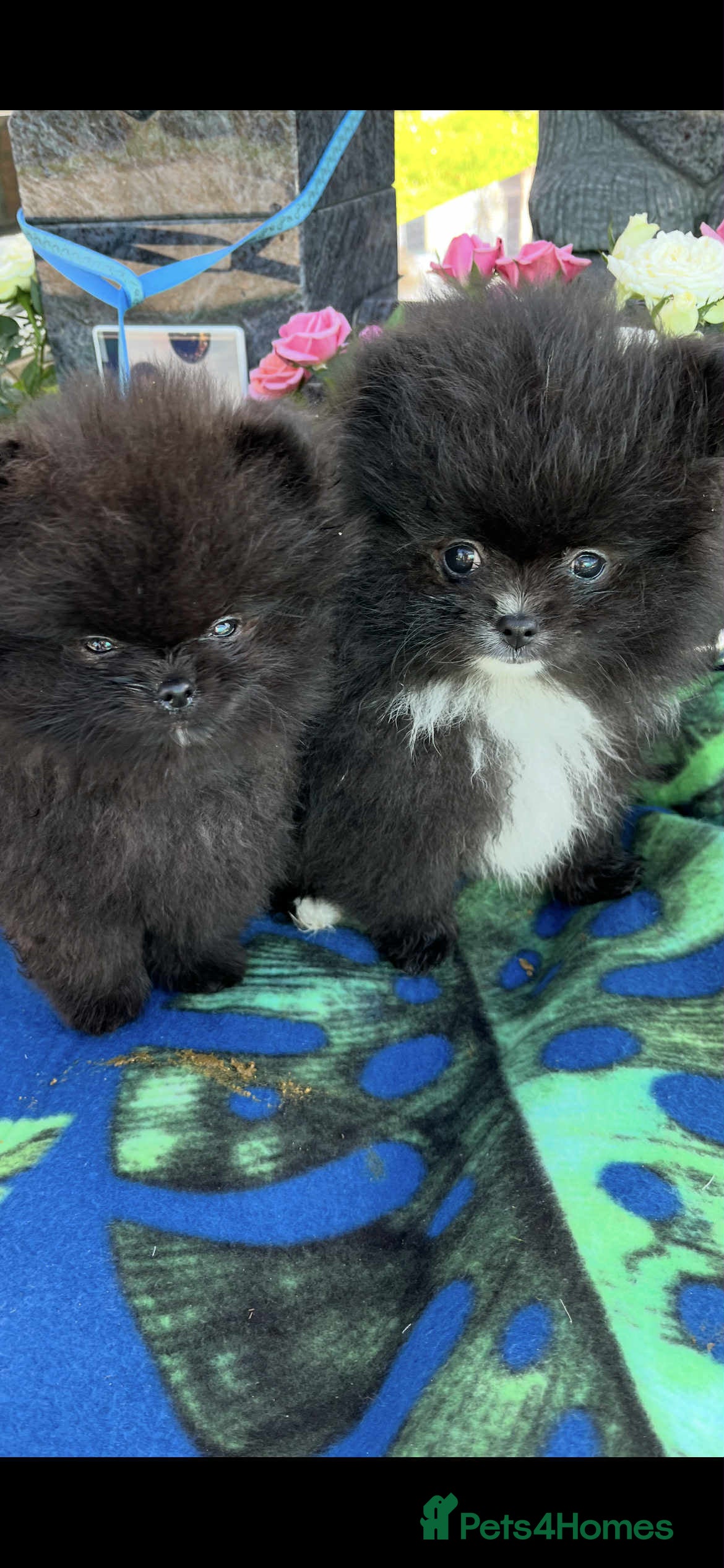 Pomeranian dogs Pomeranian - Advert 1