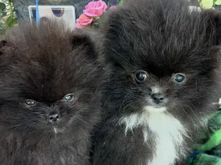 Pomeranian dogs Pomeranian - Advert 1