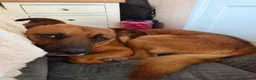 Mixed Breed dogs for sale: 2 year old male - Bailey - Advert 1