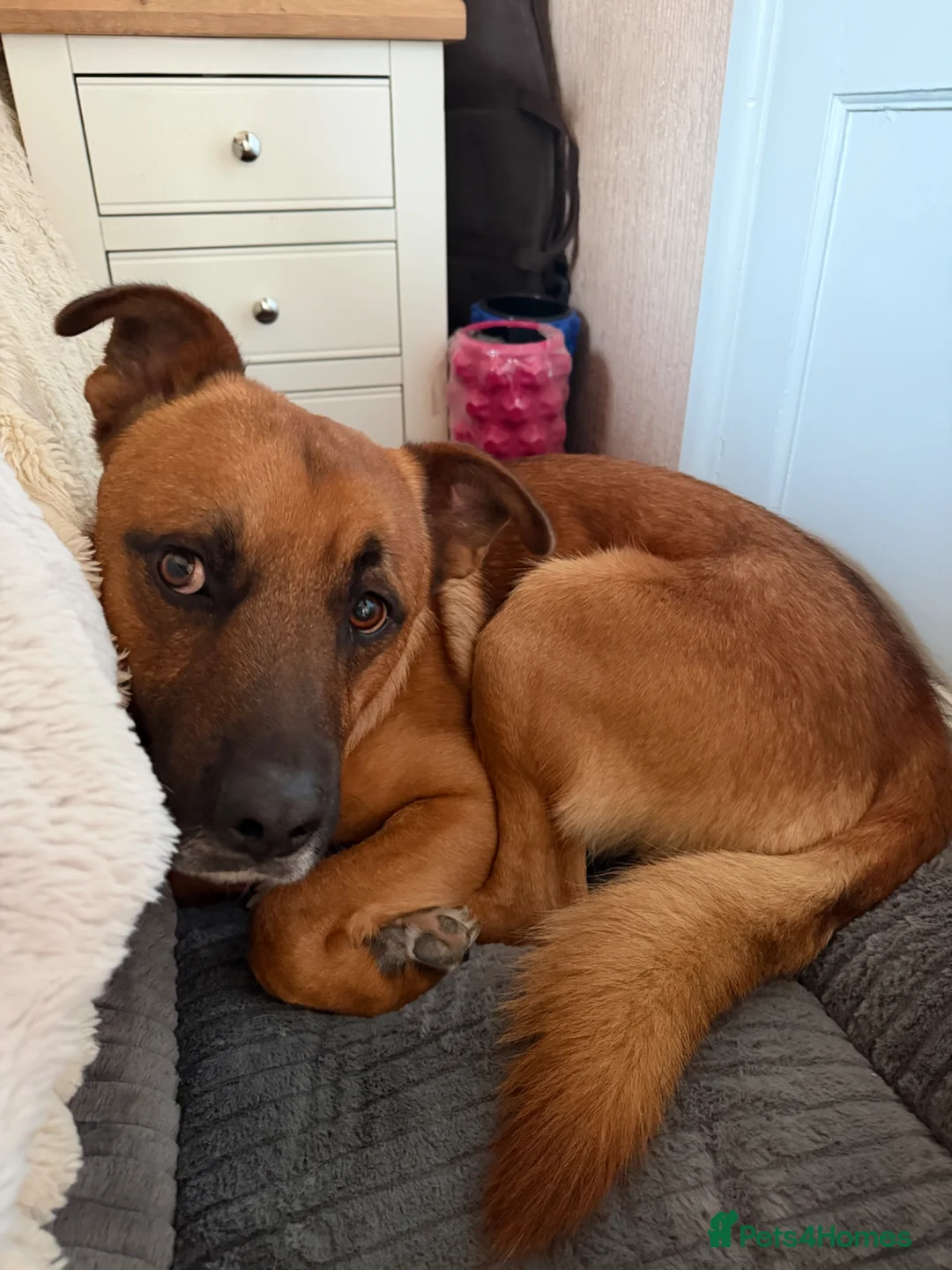 Mixed Breed dogs for sale: 2 year old male - Bailey - Advert 1