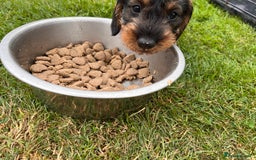 Dachshund dogs for sale: Wire haired dachshund puppies - Image 5