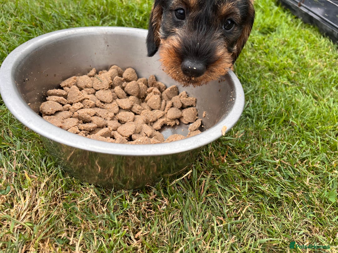 Dachshund dogs for sale: Wire haired dachshund puppies - Image 5