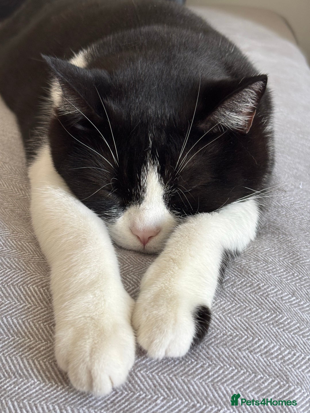 British Shorthair cats for sale: Mix domestic british shorthair female cat - Advert 4