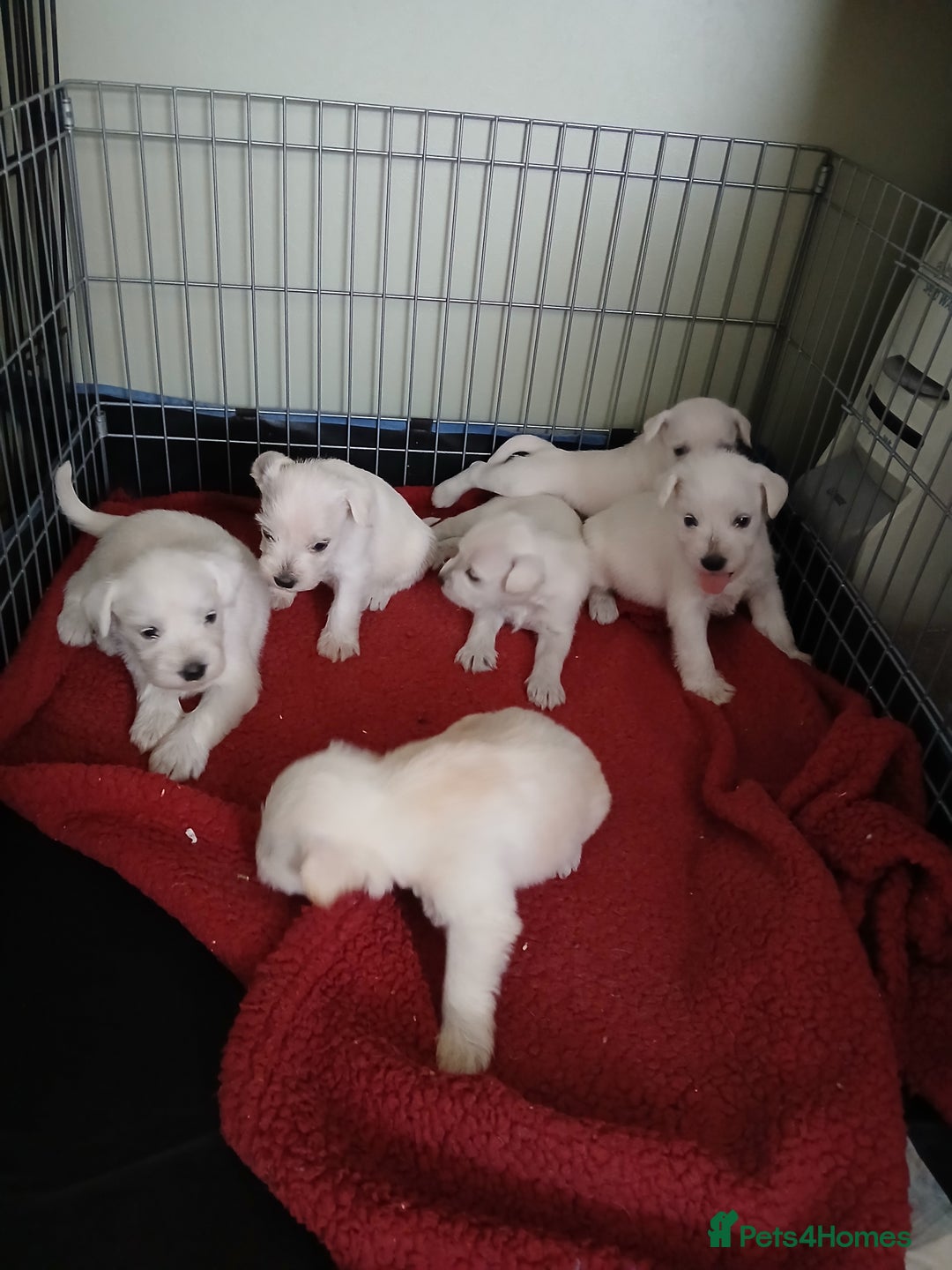 Miniature Schnauzer dogs for sale: Adorable white schnauzer puppies- ready soon! - Image 13