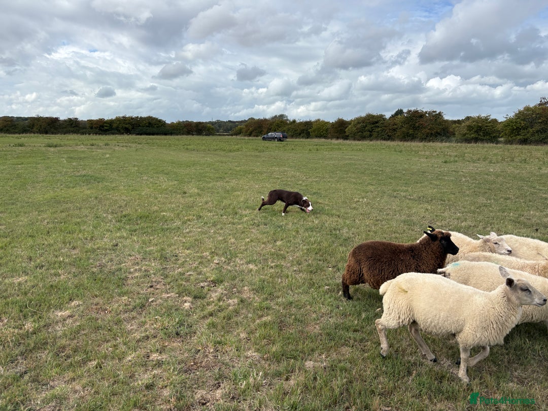 Border Collie dogs for stud: Red dog for stud - Advert 3