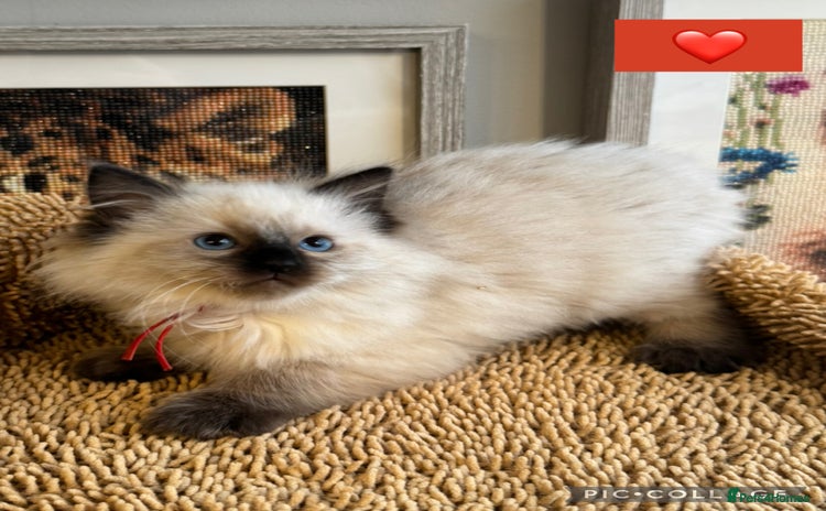 Ragdoll cats 👑 GCCF REGISTERED RAGDOLL KITTENS 👑 - Advert 1