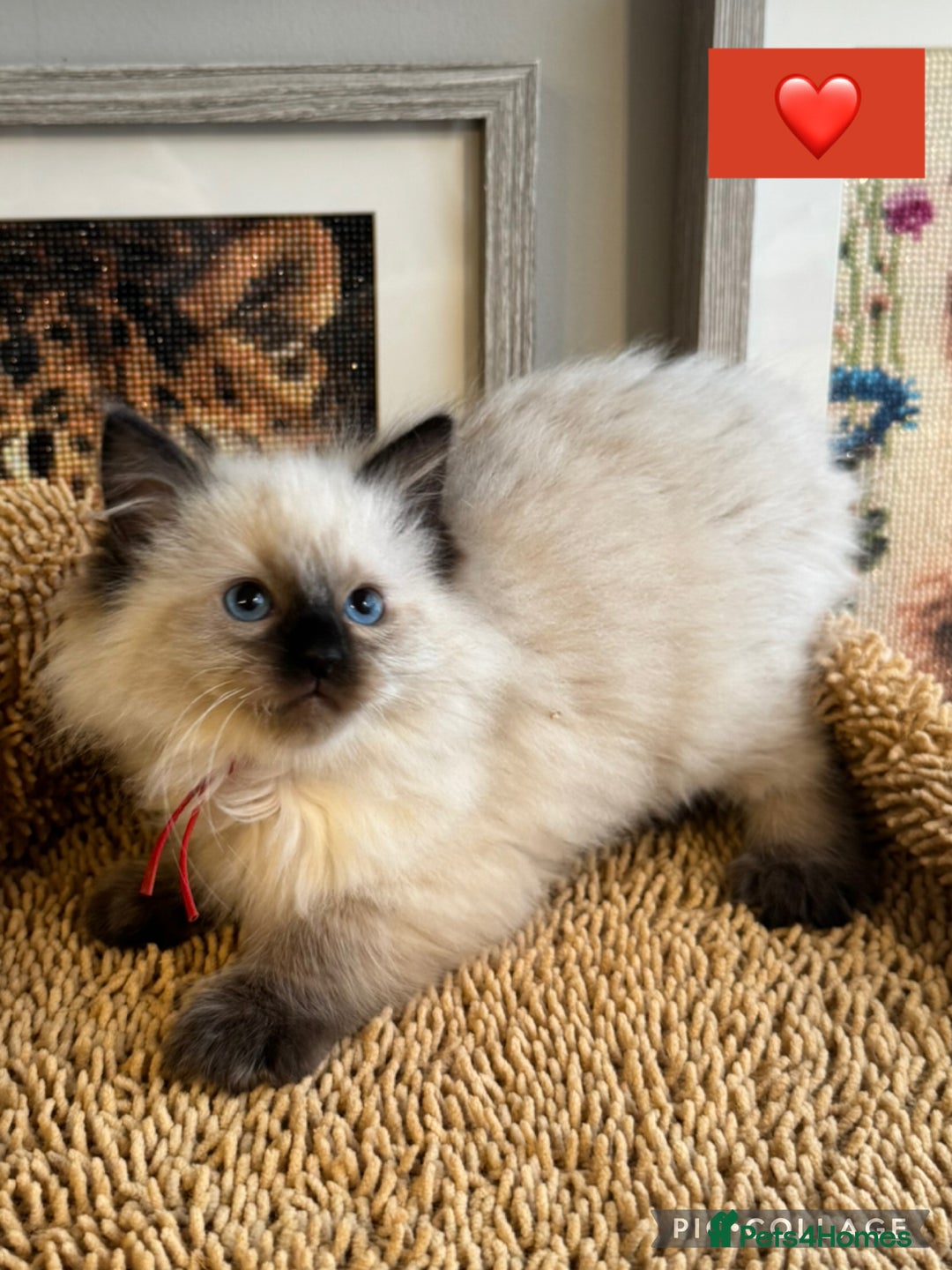 Ragdoll cats for sale: 👑 GCCF REGISTERED CHAMPION RAGDOLL KITTENS 👑 - Advert 1