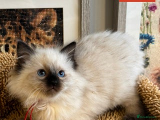 Ragdoll cats 👑 GCCF REGISTERED RAGDOLL KITTENS 👑 - Advert 7
