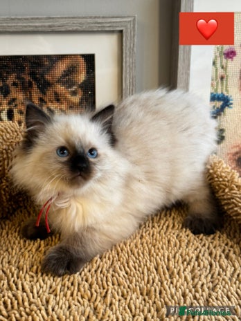 Ragdoll cats 👑 GCCF REGISTERED RAGDOLL KITTENS 👑 - Advert 1