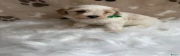 Maltipoo dogs for sale: ** 6 Maltipoo puppies** - Advert 6