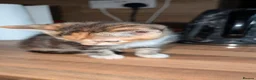 Mixed Breed cats for sale: Female for sale - Advert 4