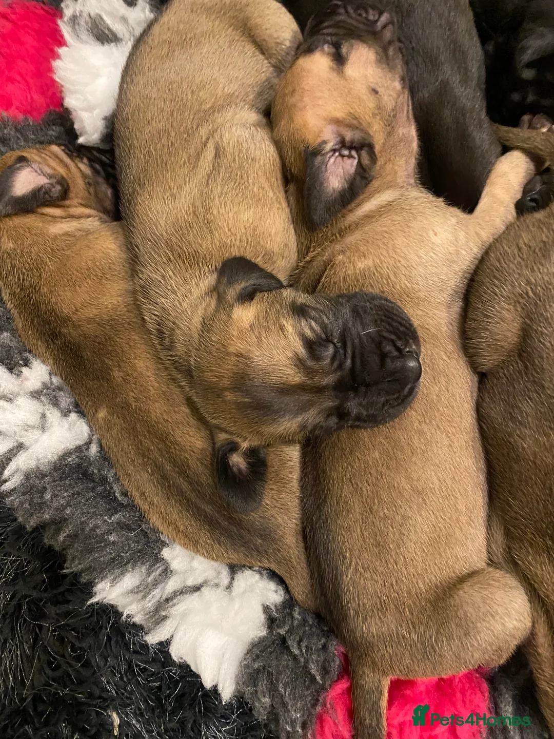 Great Dane dogs for sale: Beautiful kc reg Great Dane puppies - Advert 12