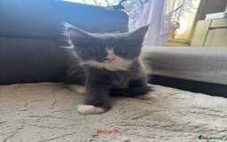 Maine Coon cats for sale: Gorgeous maine coon kittens  - Image 15