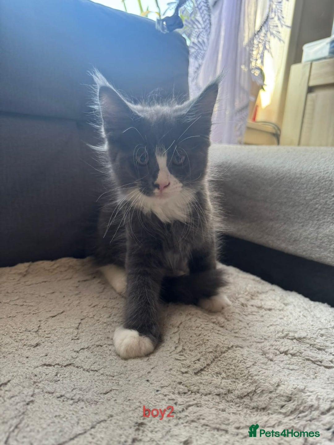 Maine Coon cats for sale: Gorgeous maine coon kittens  - Image 15