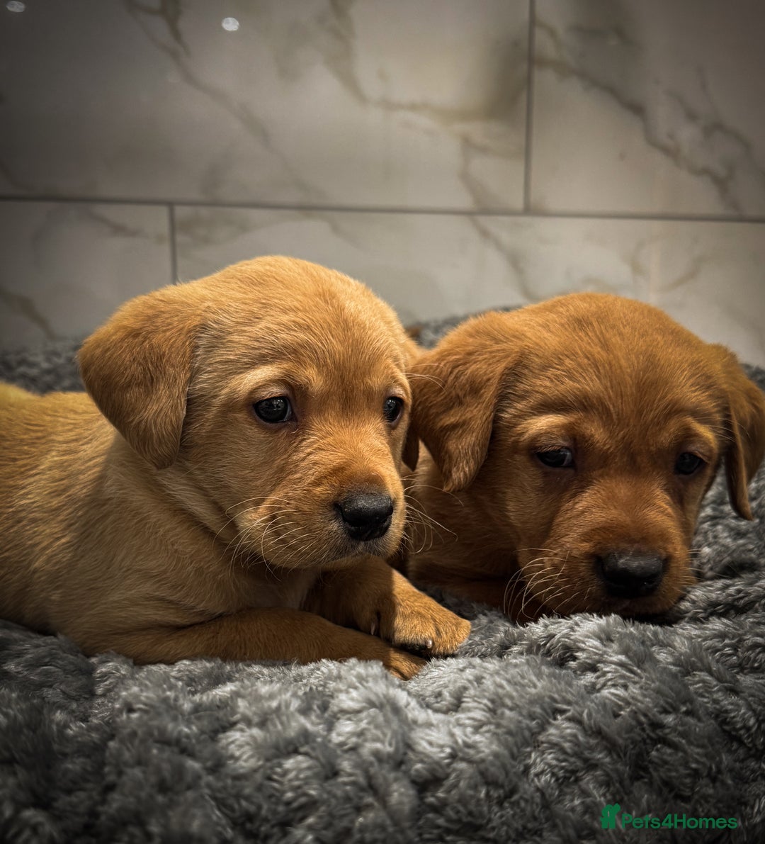 Labrador Retriever dogs for sale: Gorgeous Fox Red & Yellow Labrador Puppies - Advert 8