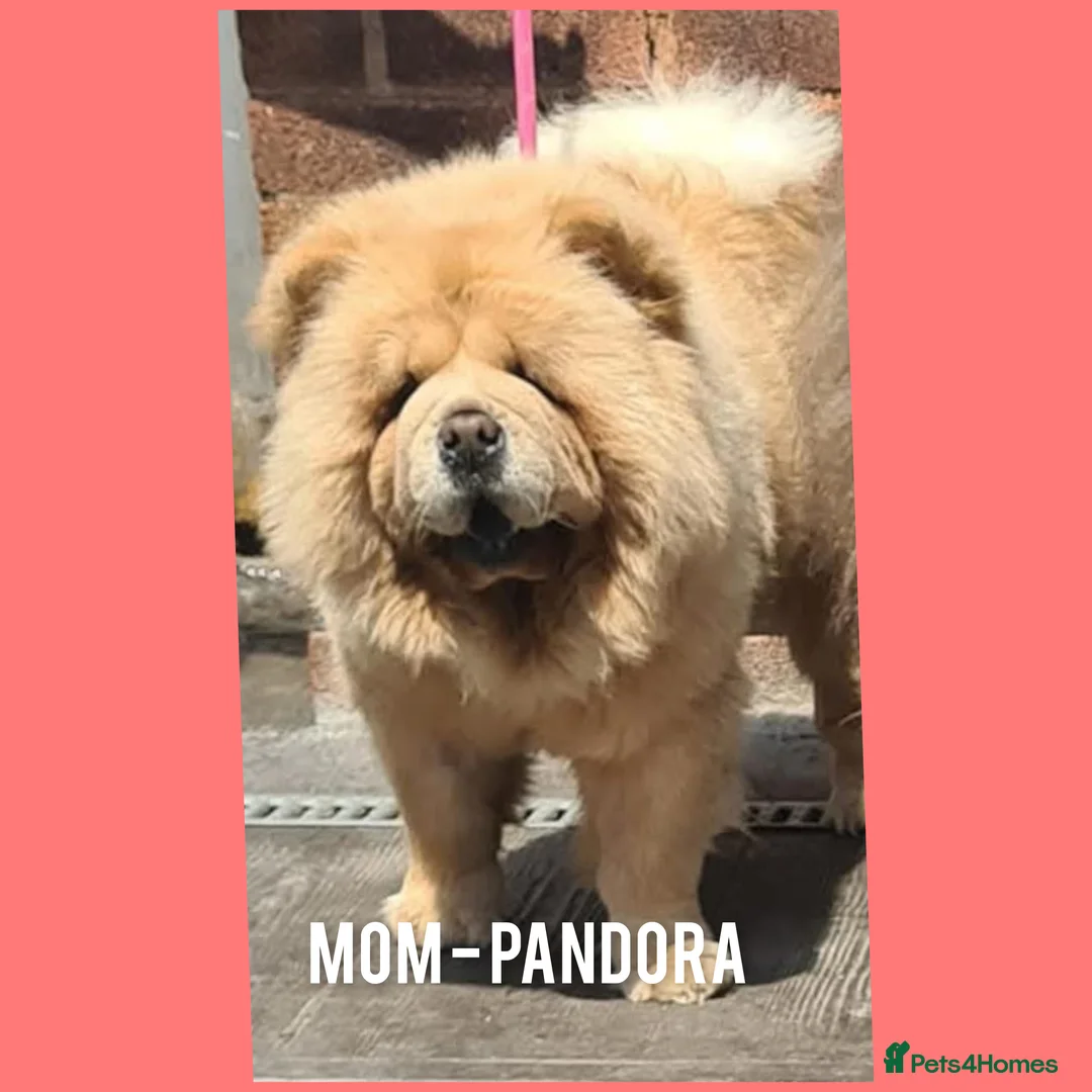 Chow Chow dogs for sale: Female ready to leave! 5⭐️homes - Advert 6