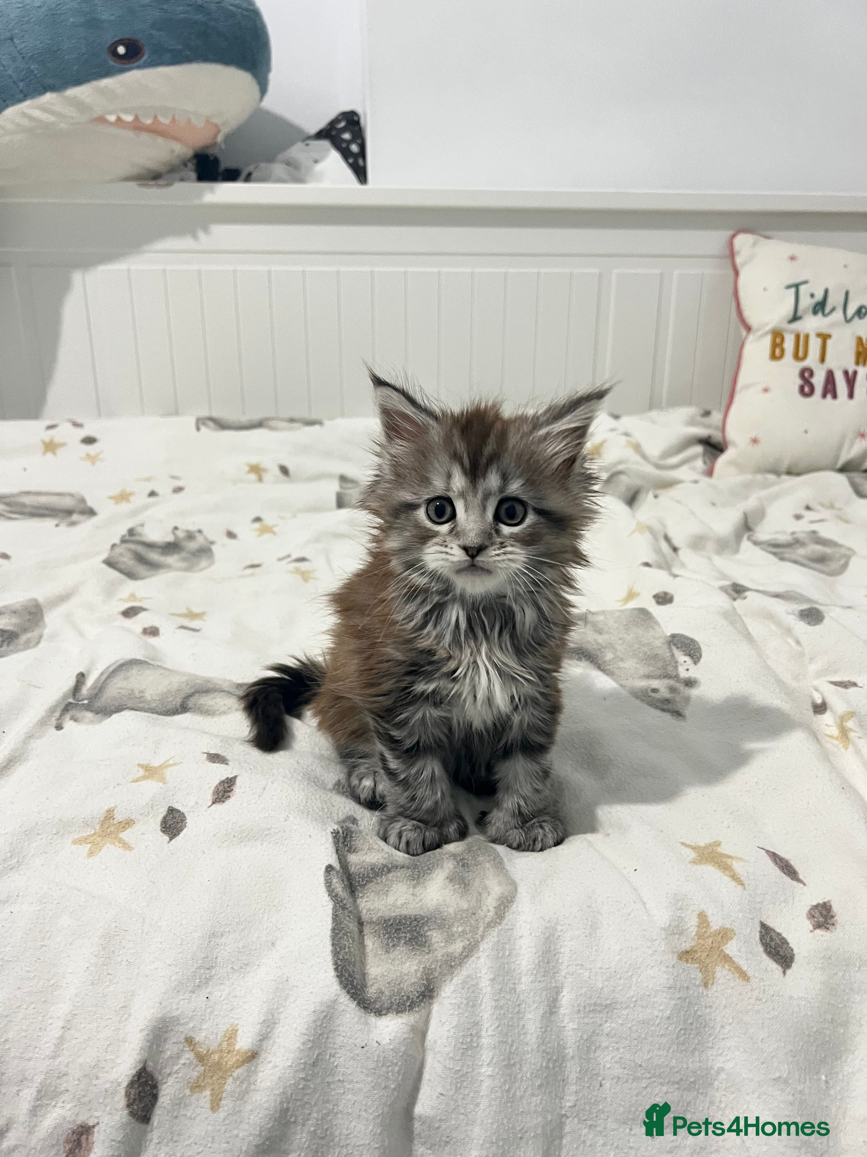 Maine Coon cats Polydactyl Maine Coon Girl! - Advert 1