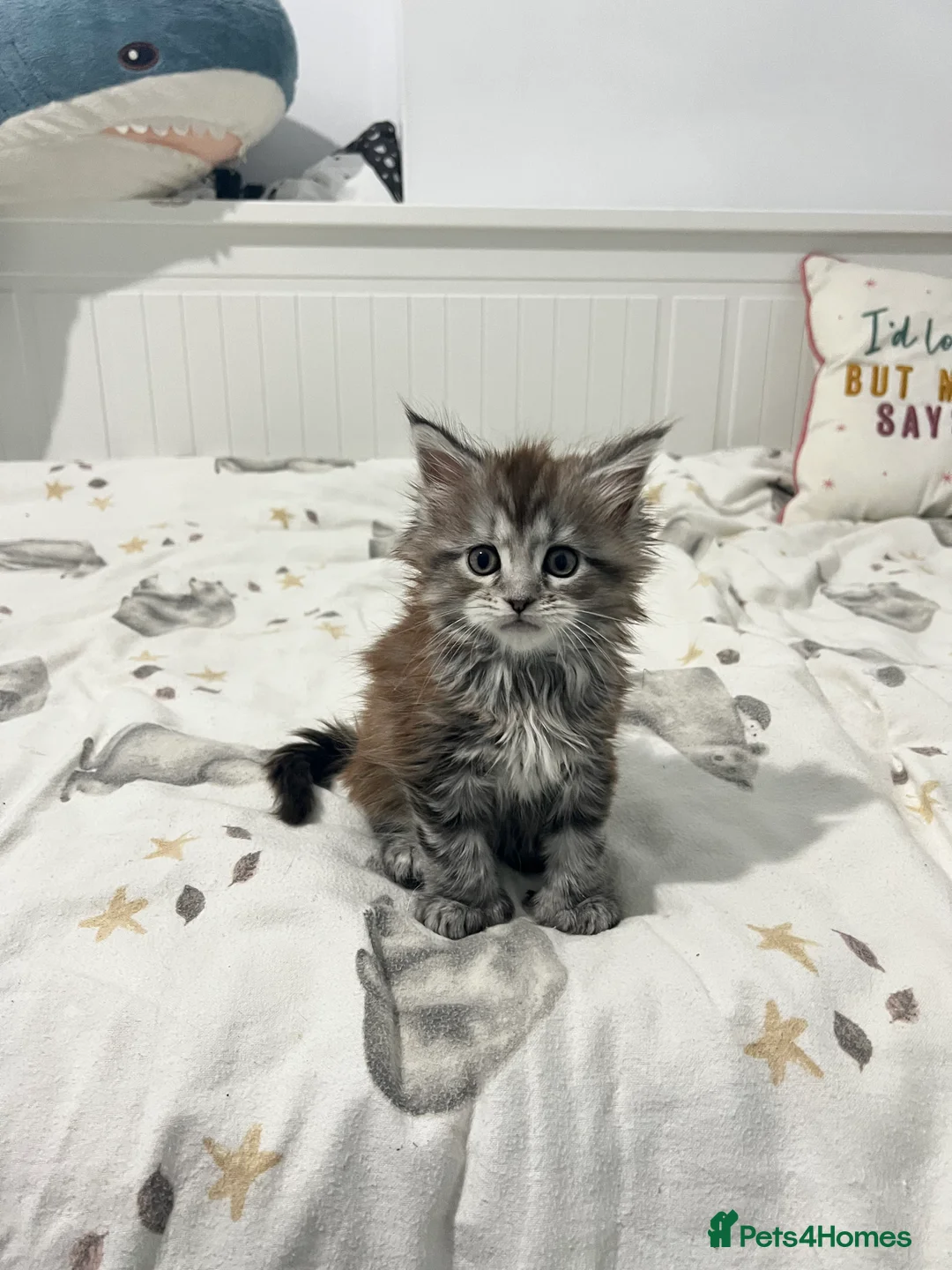 Maine Coon cats for sale: Polydactyl Maine Coon Girl! - Advert 1