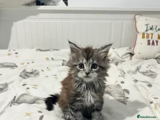 Maine Coon cats Polydactyl Maine Coon Girl! - Advert 1