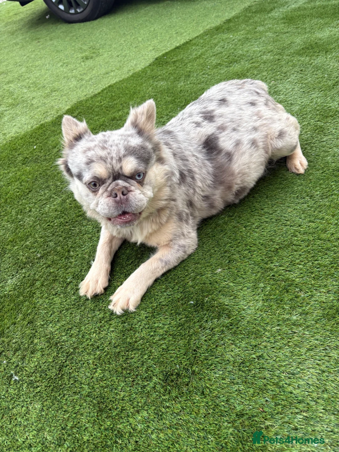 Mixed Breed dogs for sale: Top best Floodles^ in Stafford - Advert 8