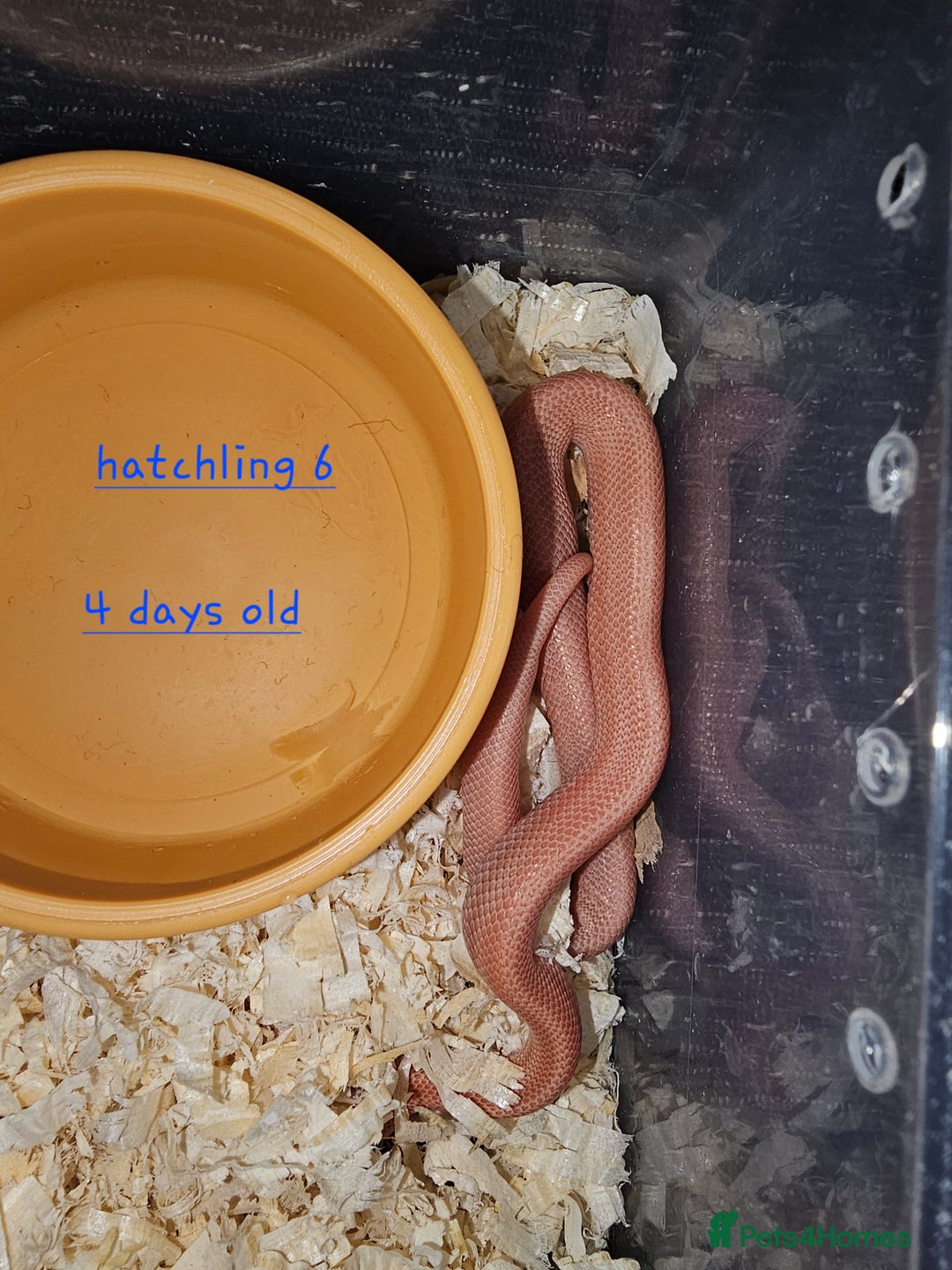 Corn Snake reptiles for sale: Beautiful corn snakes  - Image 20