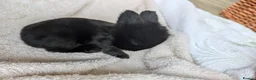 Mini Lop rabbits for sale: Beautiful Mini Lops For Sale  ˖Ი𐑼⋆ FOUR LEFT  - Advert 27