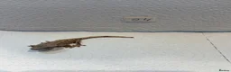 Gecko reptiles for sale: Baby crested geckos  - Advert 11