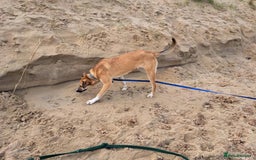 Mixed Breed dogs for adoption: Sara - Norwich Norfolk  - Image 23