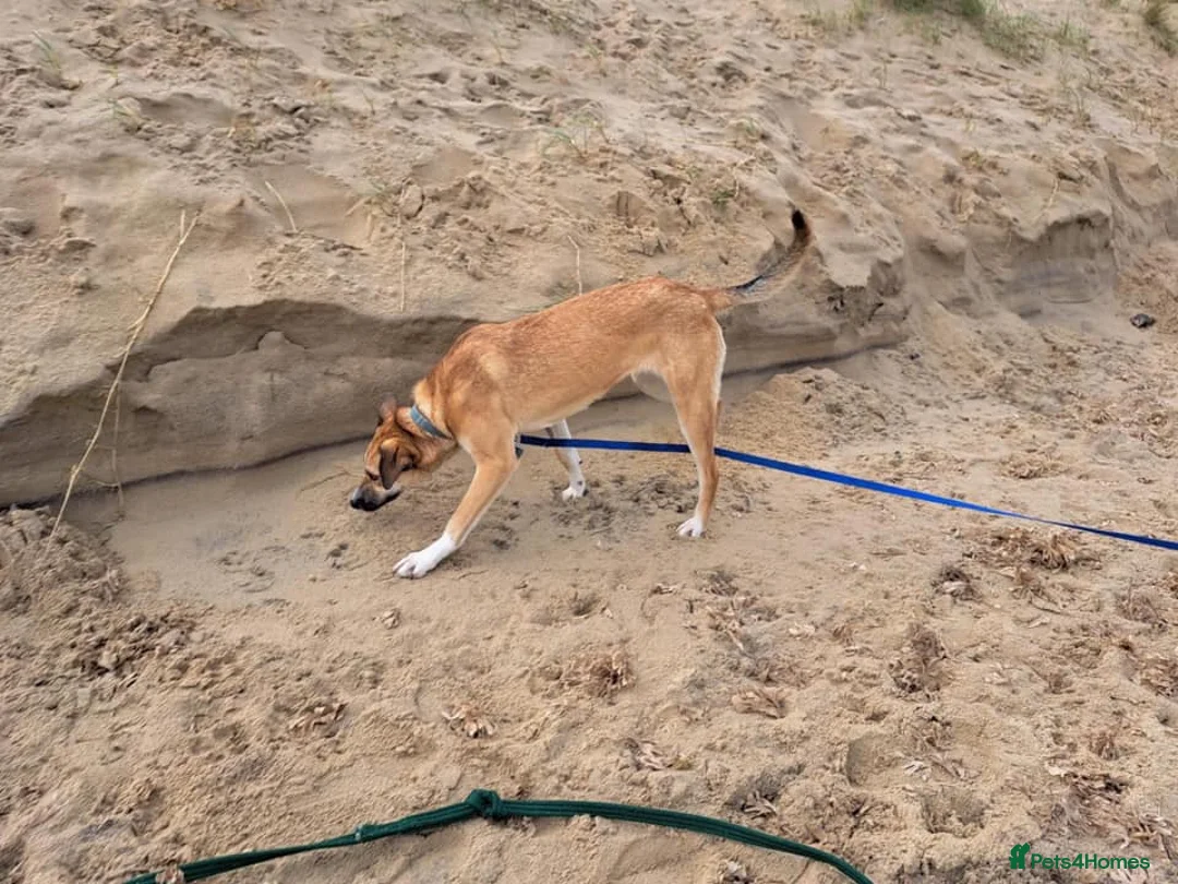 Mixed Breed dogs for adoption: Sara - Norwich Norfolk  - Advert 23