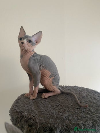 Discount sphynx kittens for sale Free Shipping