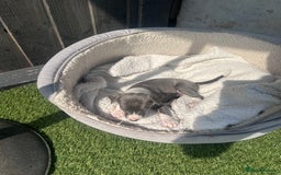 Whippet dogs for sale: Kc pedigree female whippet puppy  - Image 5