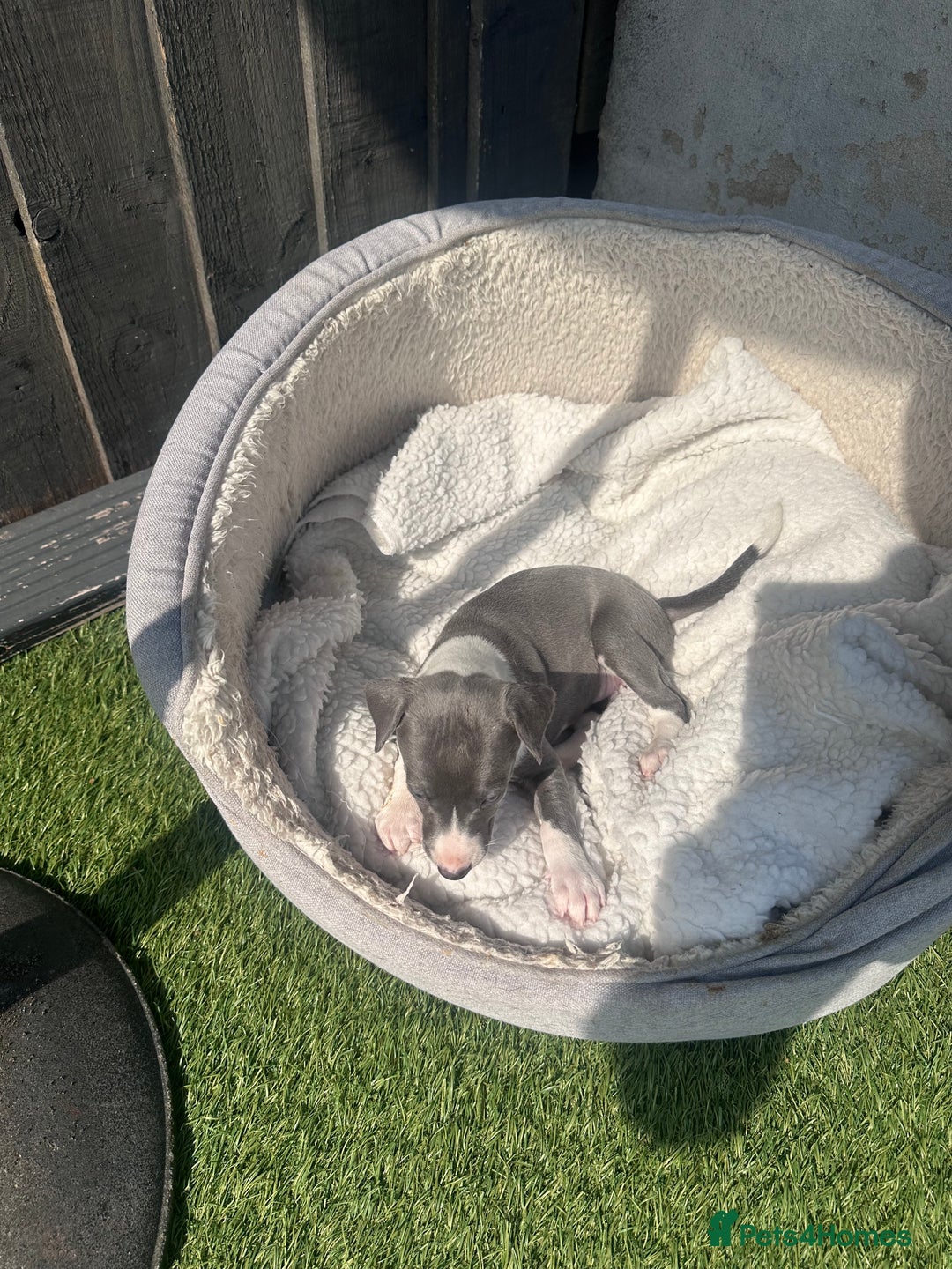 Whippet dogs for sale: Kc pedigree female whippet puppy  - Image 5