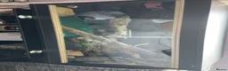 Gecko reptiles for sale: Leopard gecko name Georgia  - Advert 6