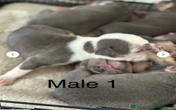 Staffordshire Bull Terrier dogs for sale: Blue tri Staffordshire bull terrier pups for sale  - Image 16