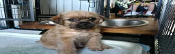 Pugapoo dogs for sale: Beautiful Pugapoo Puppies - Ready 14th May  in Chesterfield - Advert 1