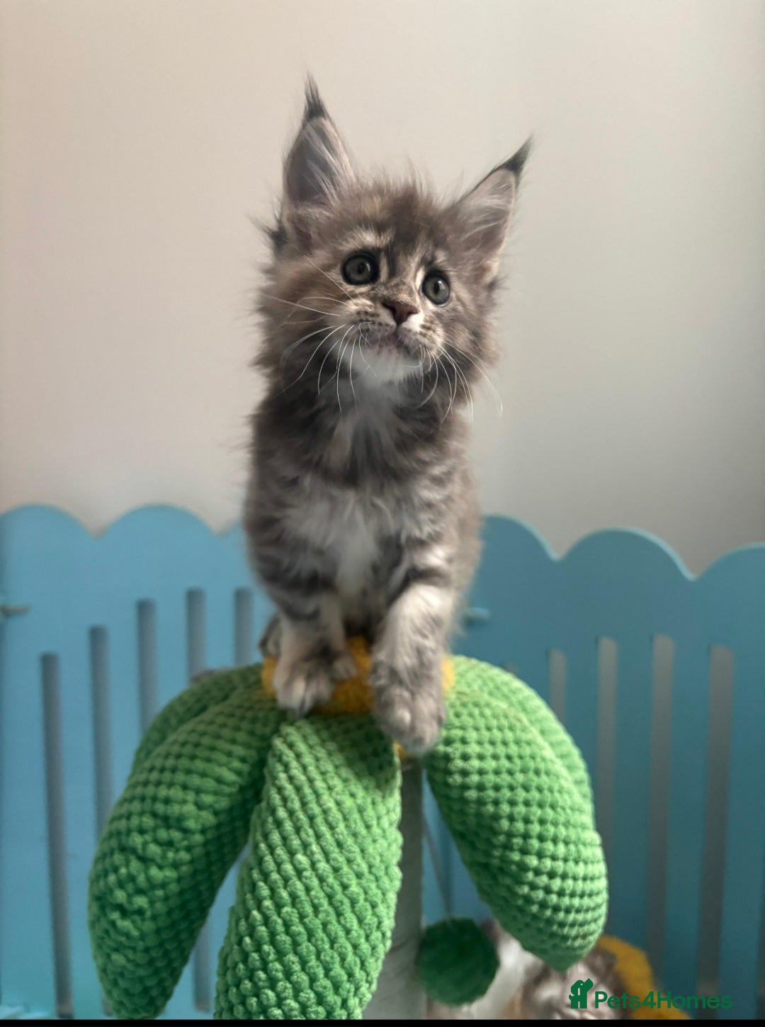 Maine Coon cats for sale: Tica registered kittens - Image 12