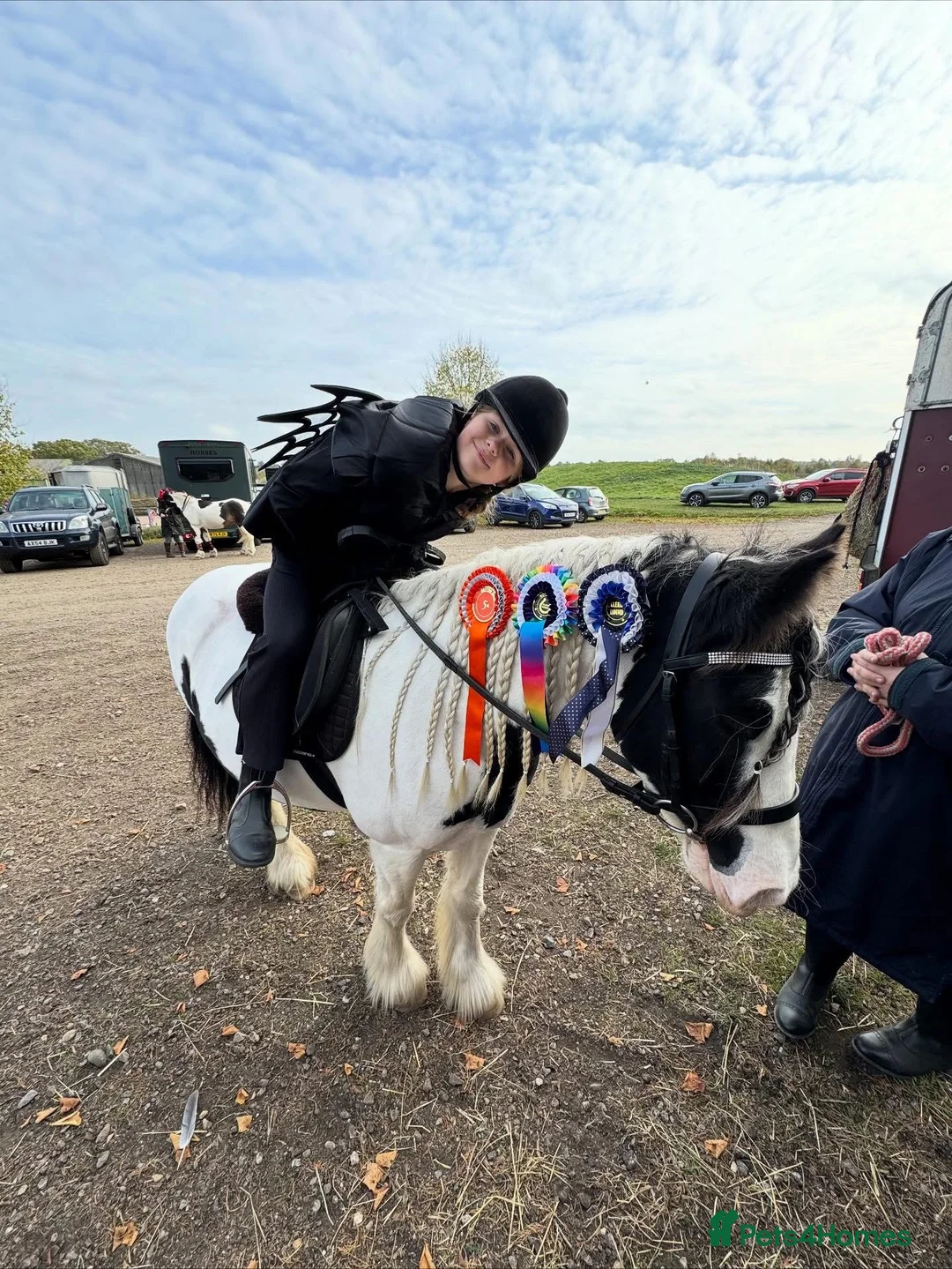 Irish Cob horses for sale: Ruby 12.3h in Halstead - Advert 2