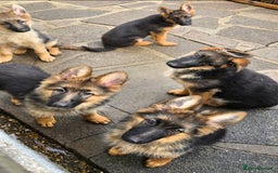 German Shepherd dogs for sale: KC REGISTERED GERMAN SHEPHERD PUPPIES  - Image 4