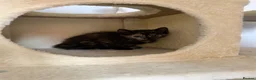 Mixed Breed cats for sale: 3 GORGEOUS KITTENS FOR SALE - Advert 8