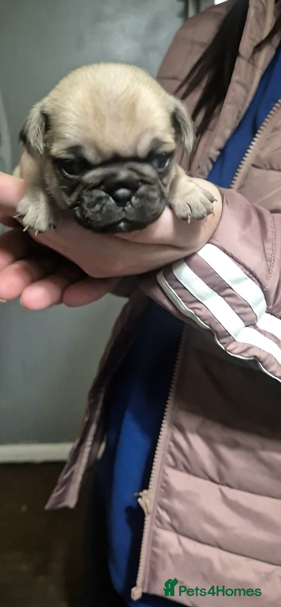 Pug dogs for sale: 4 beautiful pugs  - Image 6