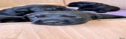 Labrador Retriever dogs for sale: 2 gorgeous black boys available  - Advert 37