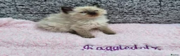 Ragdoll cats for sale: GCCF Registered Ragdoll Kittens  - Advert 7