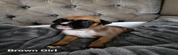 Boxer dogs for sale: 💥 Boxer Puppies 💥 in Manchester - Advert 11