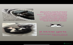 Domestic Shorthair cats for sale: 2 female kittens  - Image 4